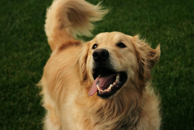 close up of golden retriever dog outdoor