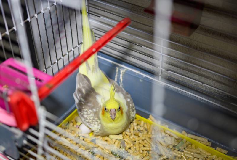 cockatiel corella parrot in a cage incubates an egg looking into camera