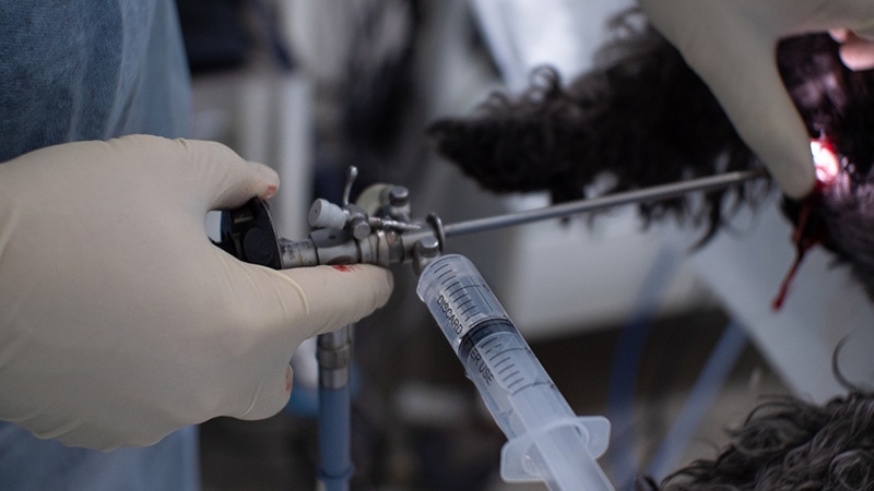 dog endoscopic vet