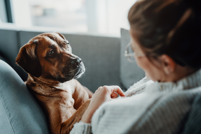 dog leaning on its owner