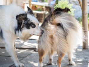 Do Dogs Have Sex for Pleasure? Vet-Approved Facts | Hepper Pet Resources