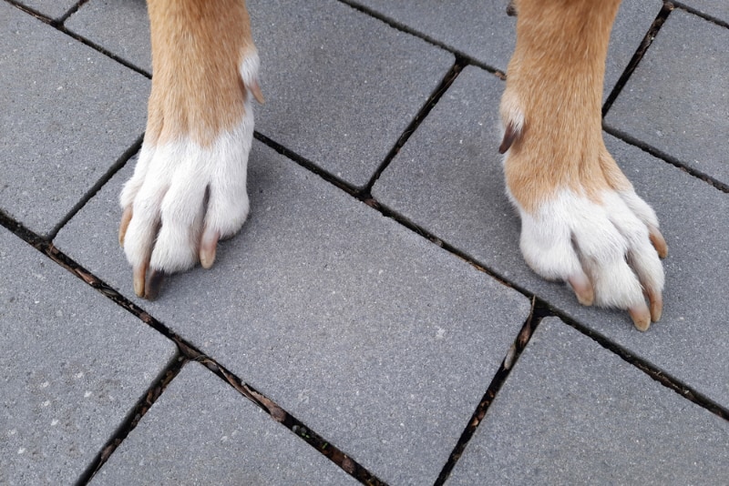 dog's front toes with dewclaws