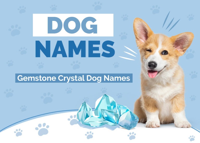 51 Gemstone & Crystal Names for Dogs: Ideas for Precious Canines ...
