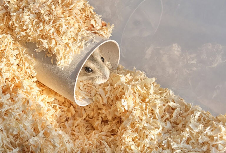 View of How to Make Hamster Tubes & Tunnels in 7 Easy Steps | Hepper Pet Resources