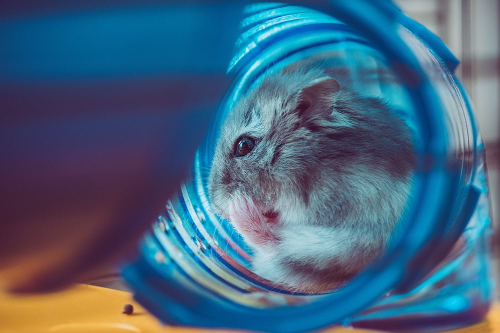 hamster inside blue tunnel