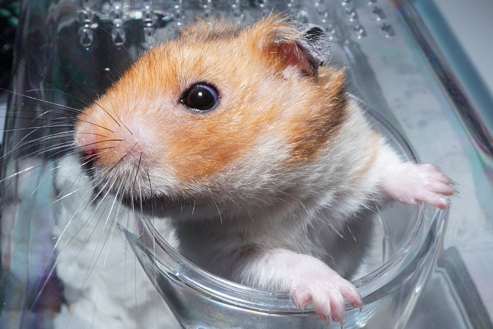 hamster peeking out of the tunnel