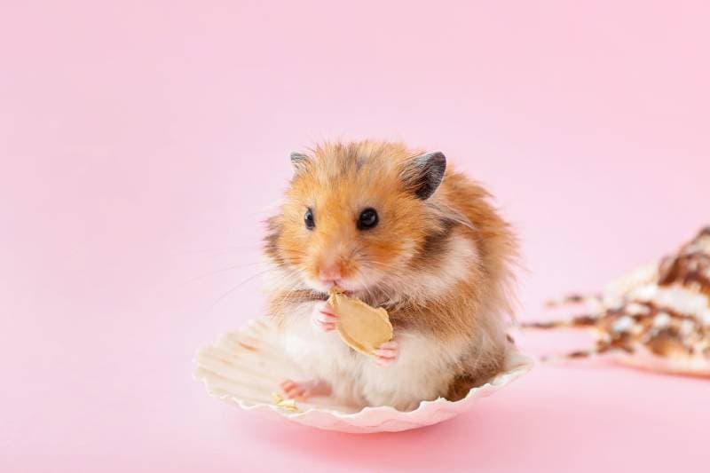 hamster with pumpkin seed
