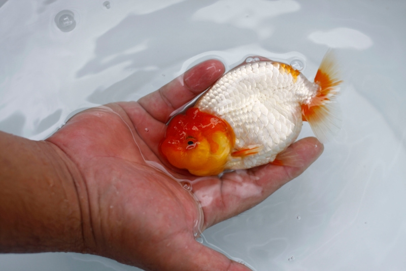 hand holding goldfish