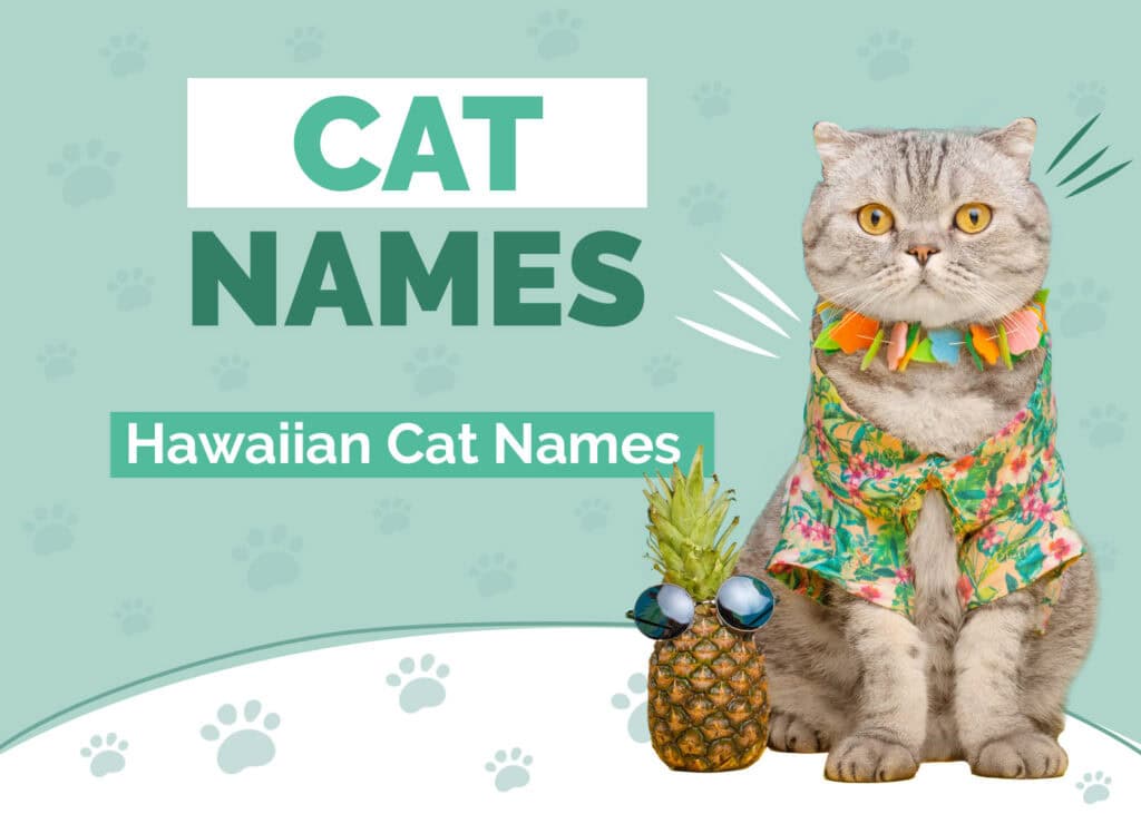 Hawaiian Cat Names