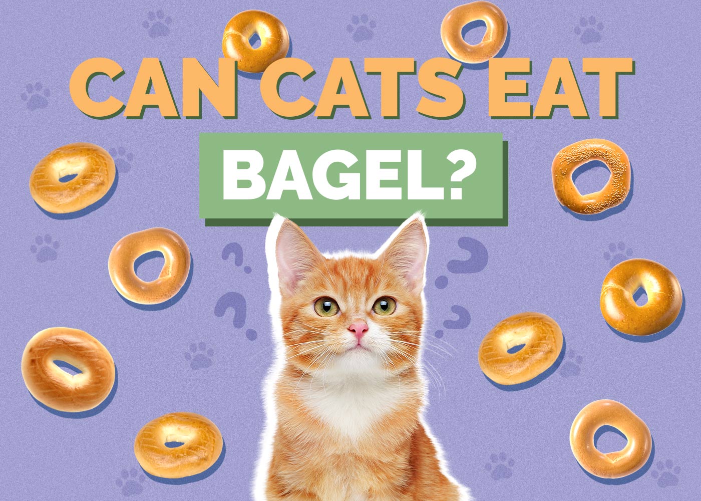 Can Cats Eat Bagels