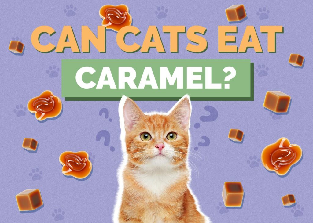 Can Cats Eat Caramel