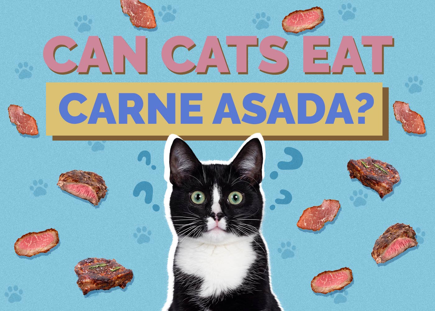 Can Cats Eat Carne Asada
