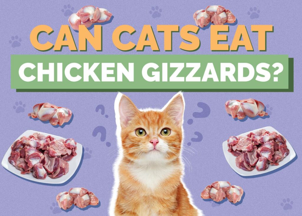 Can Cats Eat Chicken Gizzards