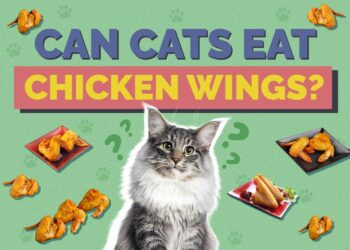 Can Cats Eat Chicken Wings? Vet Approved Facts & FAQ | Hepper Pet Resources