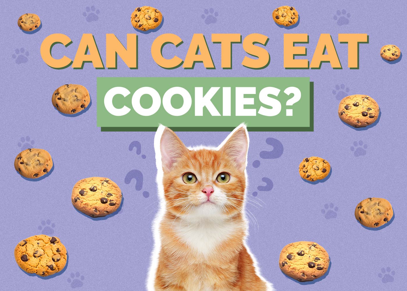 Can Cats Eat Cookies