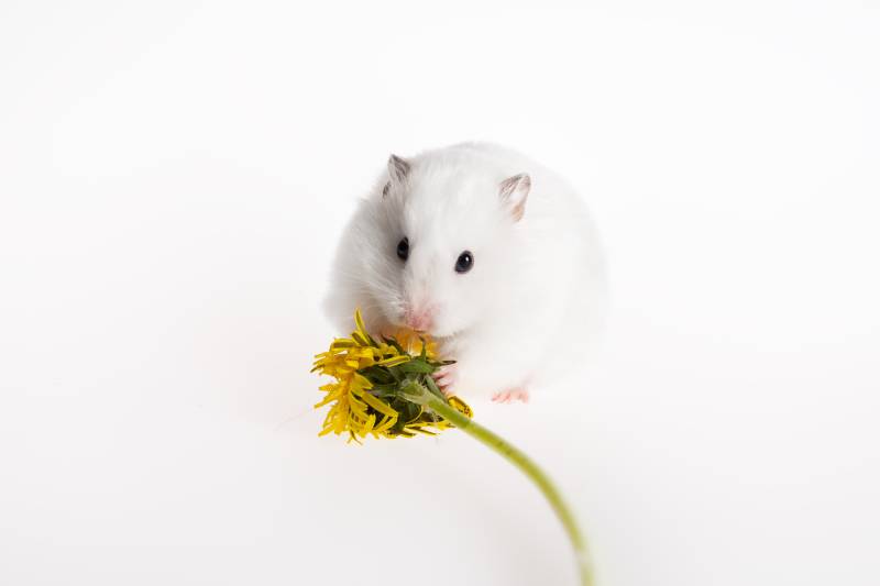 hite golden hamster eating a dandelion flower