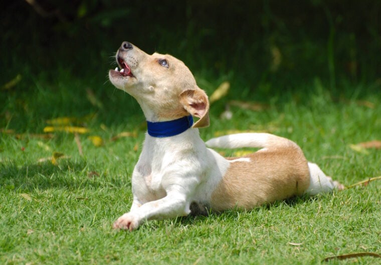 A closer look at Why Do Dogs Howl When They'Re Under Stress