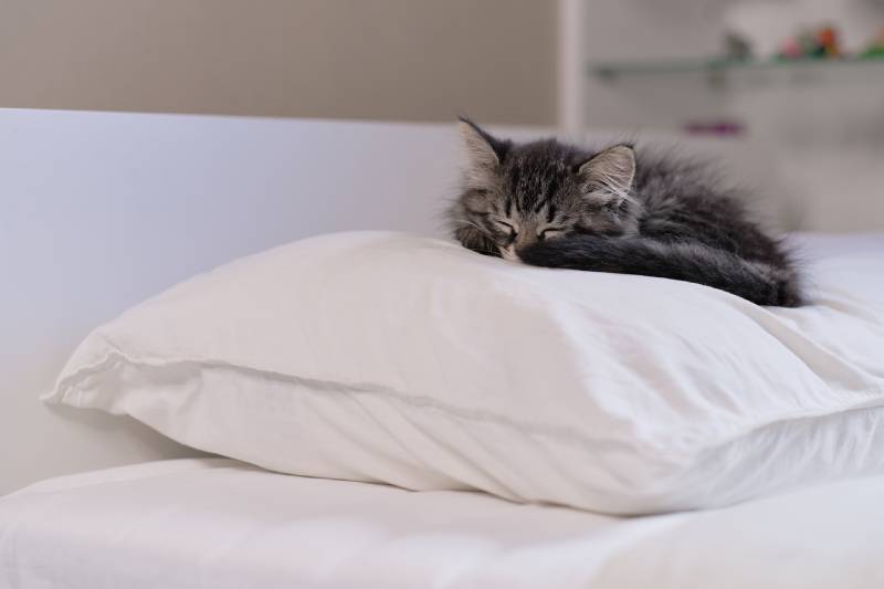kitten sleeps on the owners pillow