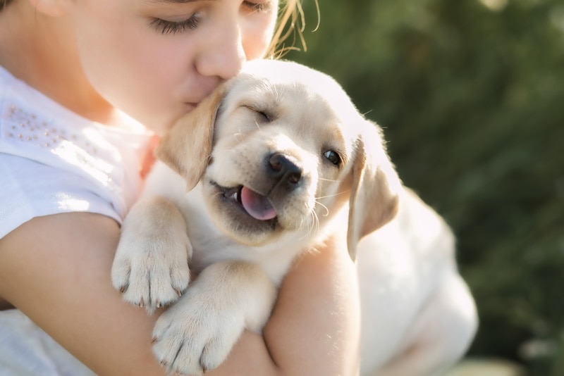 labrador puppy winked his eye