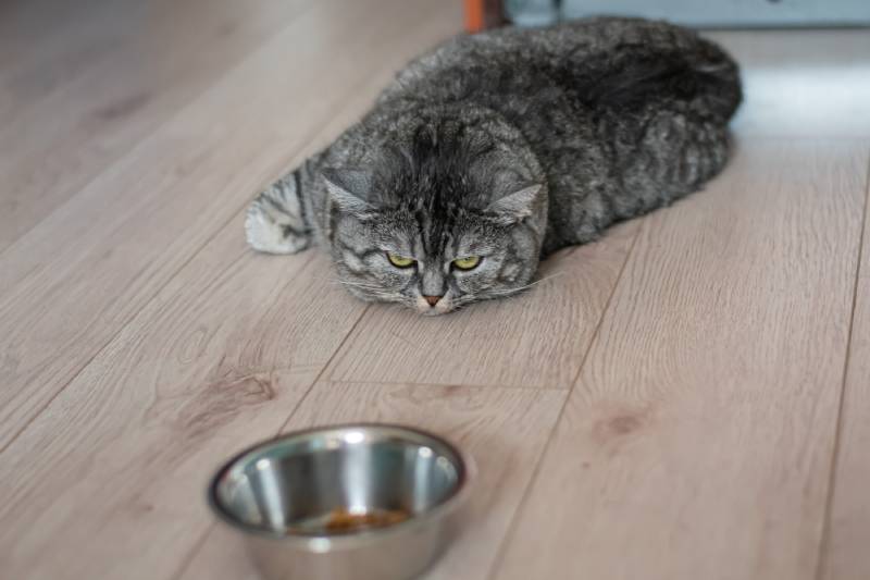 lazy cat lies next to the food