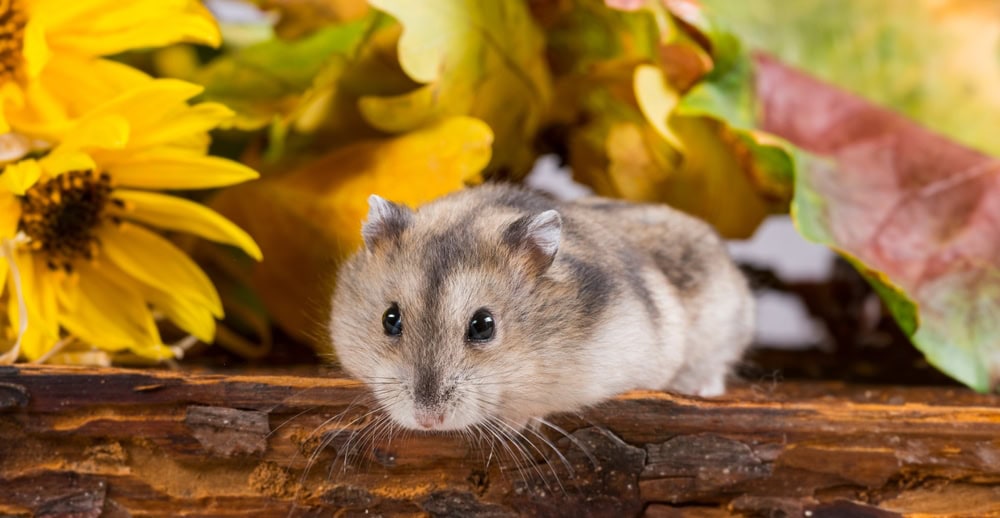 little pet hamster