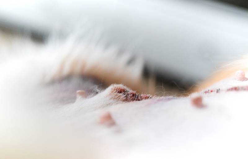 lump next to spay incision in a dog