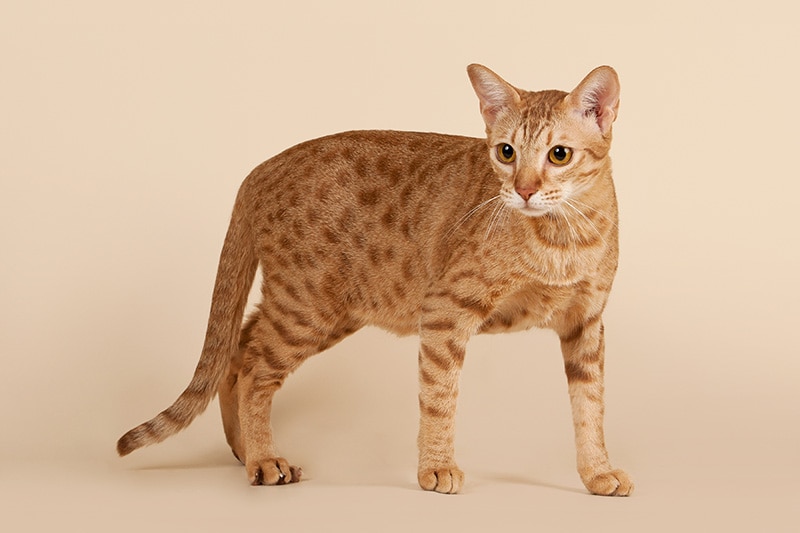 male ocicat cat