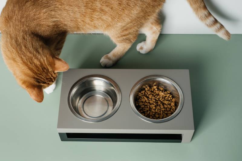 orange cat looking at the food bowl