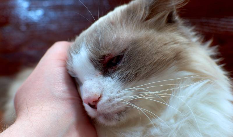 owner holding sad and sick cat with acne