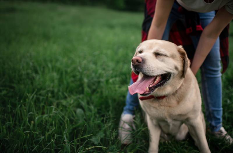 owner scratching labrador retriever dogs back