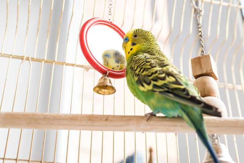parakeet facing mirror