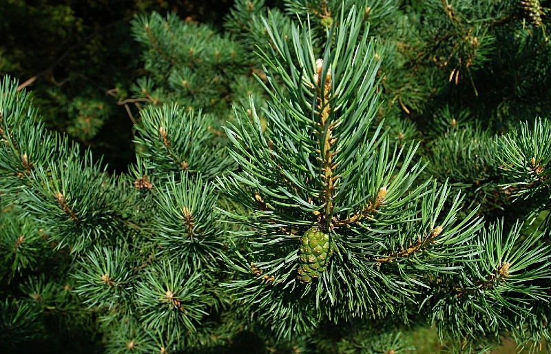 pine needles conifer cone tree