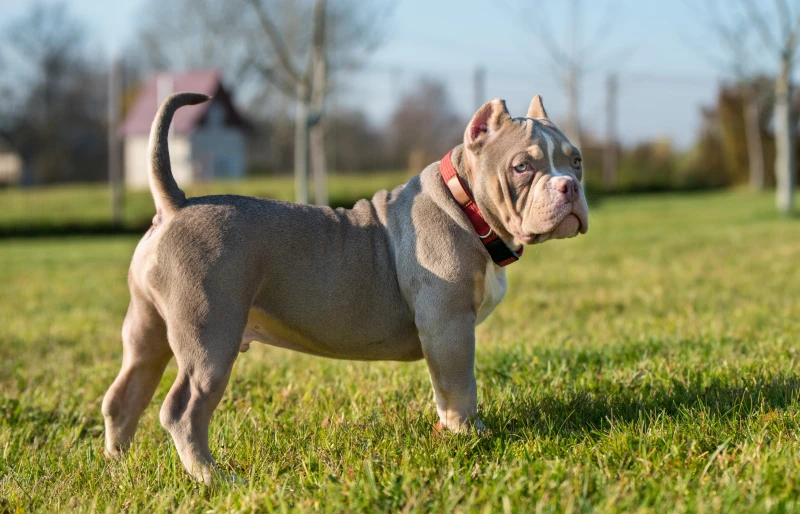 pocket Lilac color male American Bully puppy dog walking on grass