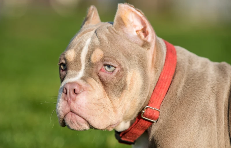 pocket male American Bully puppy dog close up