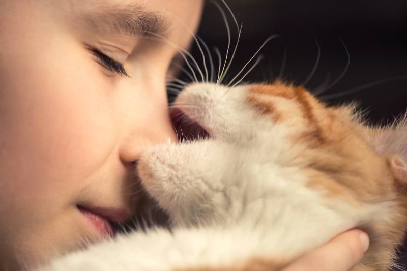 red kitten play and bites the nose of a little boy
