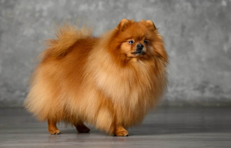 red pomeranian spitz dog standing in the studio