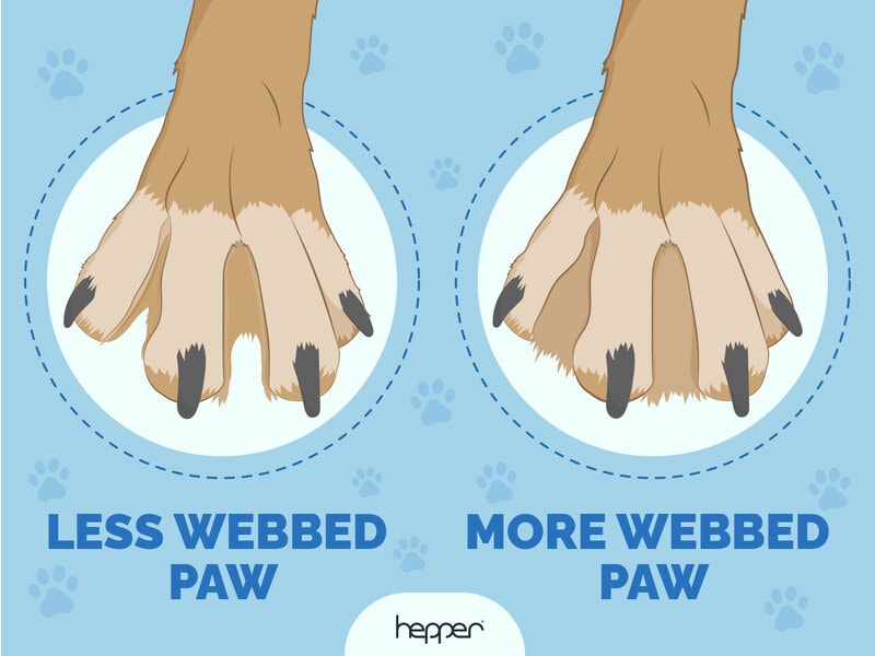 HEP_Webbed feet in dogs