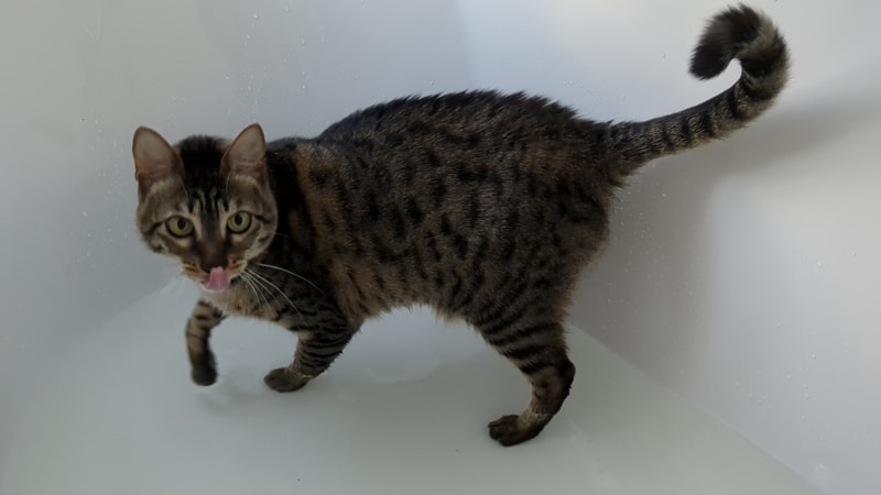 savannah cat in the bathtub