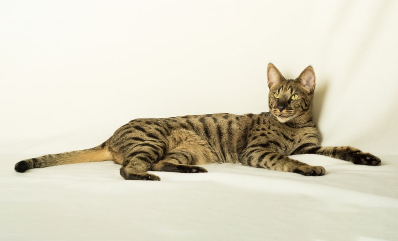 savannah cat lying down