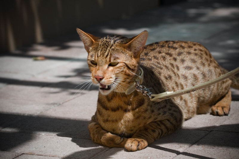 savannah cat on leash lying on the street