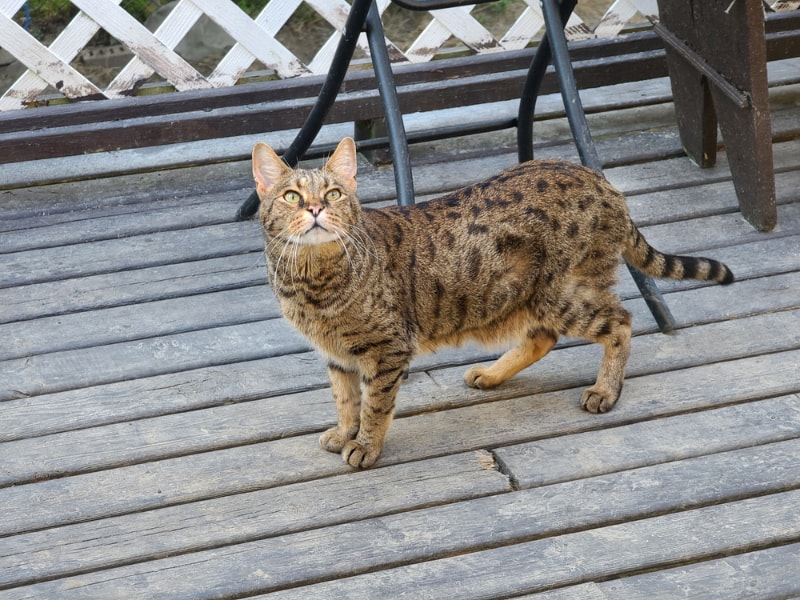 savannah cat on the backyard deck looking up