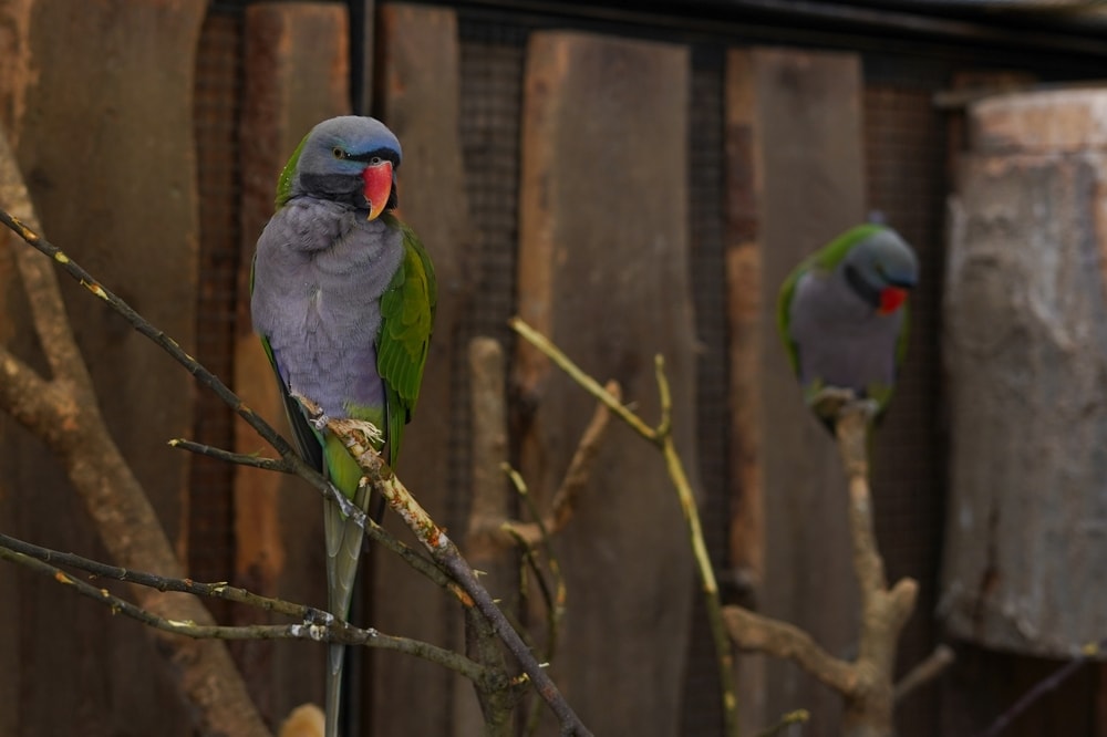 A Lord Derby's parakeet in an aviary