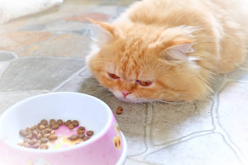 sick persian cat feel sleepy on concrete floor