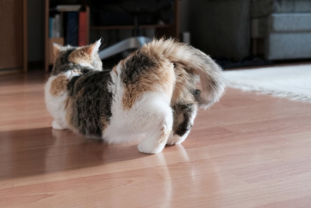 small kitty in heat is standing in a characteristic position with a raised tail in the room