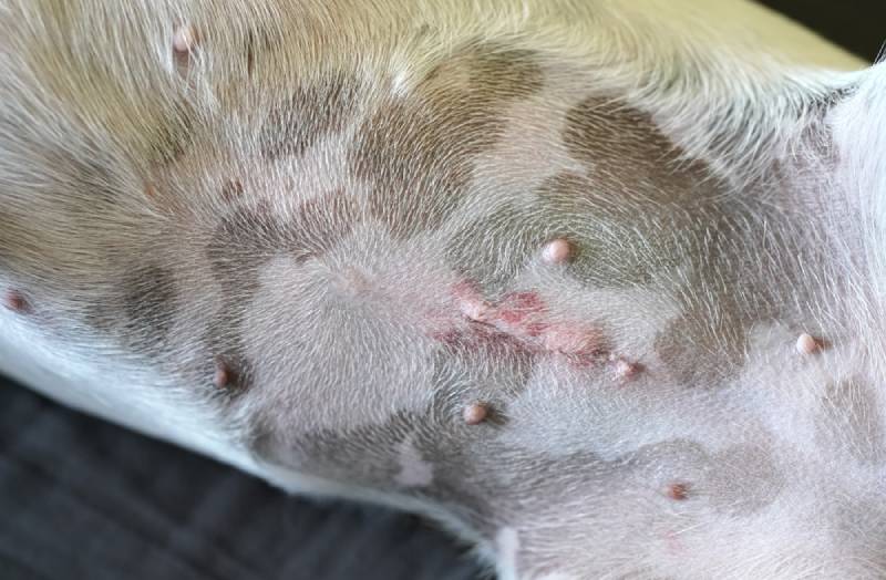 spay incision on a female jack russel terrier
