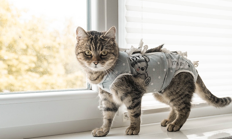 Sterilized cat standing on the windowsill