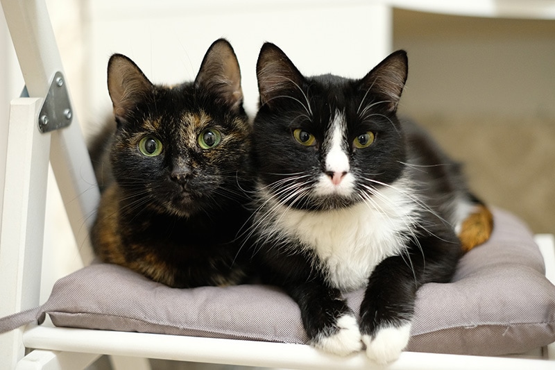two cats lying on the chair together