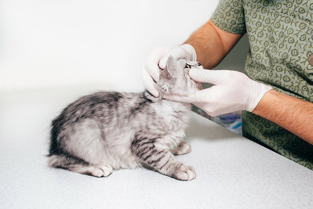 vet examining the eyes of the cat