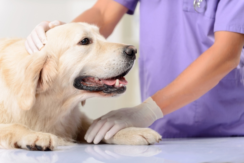 vet holding the dog in the clinic