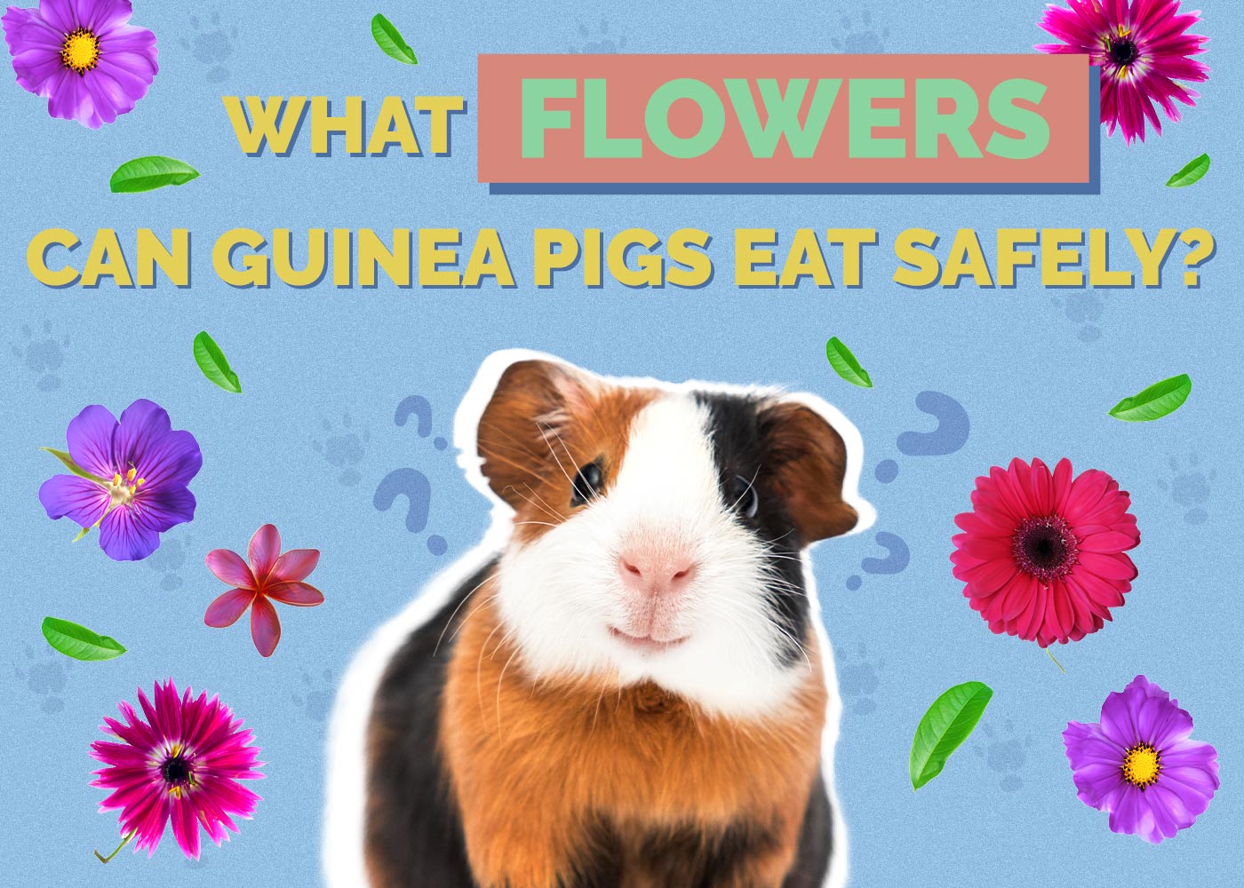 What Flowers Can Guinea Pigs Eat Safely